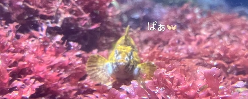 腰痛いようじゃ無理か、腰はね治さないと。