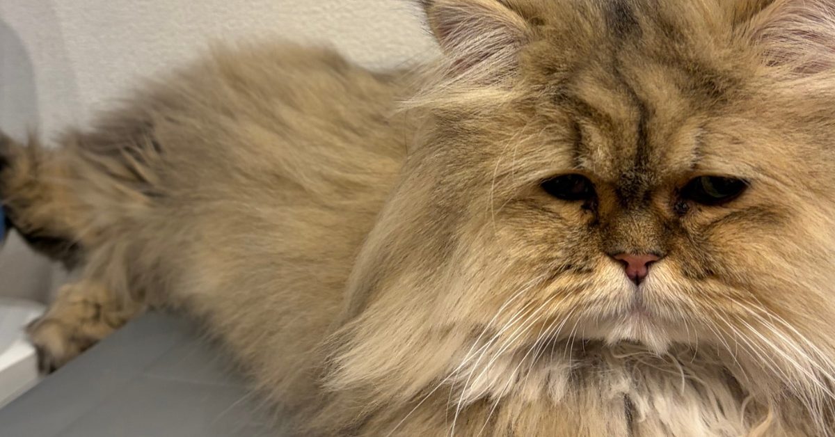 まりこの部屋｜最後に笑うために